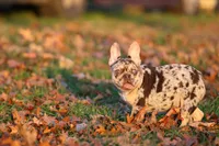 Benny-Coco Merle, a male French Bulldog for sale in Wheaton, MO – Photo 8 of 9