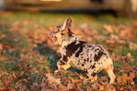 Benny-Coco Merle, a male French Bulldog for sale in Wheaton, MO – Photo 7 of 9