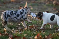 Benny-Coco Merle, a male French Bulldog for sale in Wheaton, MO – Photo 5 of 9