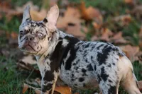 Benny-Coco Merle, a male French Bulldog for sale in Wheaton, MO – Photo 1 of 9