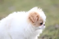 Daisy May, a female Japanese Chin for sale in Wheaton, MO – Photo 6 of 8