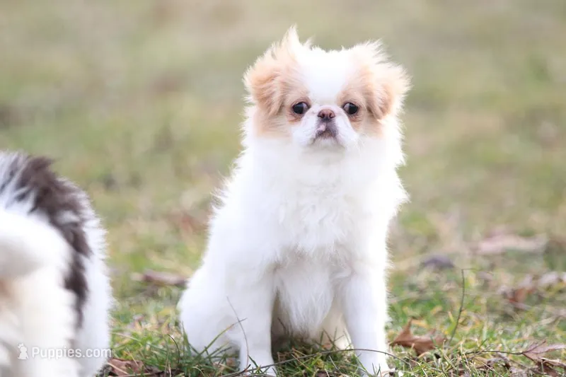 Daisy May, a female Japanese Chin for sale in Wheaton, MO – Photo 1 of 8