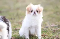 Daisy May, a female Japanese Chin for sale in Wheaton, MO – Photo 1 of 8