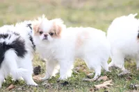 Daisy May, a female Japanese Chin for sale in Wheaton, MO – Photo 5 of 8