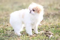 Daisy May, a female Japanese Chin for sale in Wheaton, MO – Photo 3 of 8