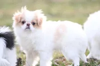 Daisy May, a female Japanese Chin for sale in Wheaton, MO – Photo 7 of 8