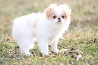 Daisy May, a female Japanese Chin for sale in Wheaton, MO – Photo 8 of 8