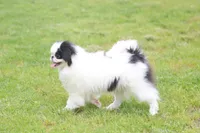 Fancy, a female Japanese Chin for sale in Wheaton, MO – Photo 6 of 8