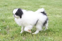 Fancy, a female Japanese Chin for sale in Wheaton, MO – Photo 3 of 8