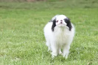 Fancy, a female Japanese Chin for sale in Wheaton, MO – Photo 2 of 8