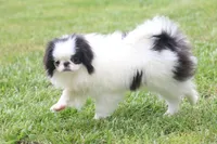 Fancy, a female Japanese Chin for sale in Wheaton, MO – Photo 4 of 8