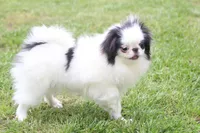 Fancy, a female Japanese Chin for sale in Wheaton, MO – Photo 5 of 8