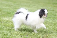 Fancy, a female Japanese Chin for sale in Wheaton, MO – Photo 7 of 8