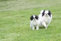 Fancy, a female Japanese Chin for sale in Wheaton, MO – Photo 8 of 8