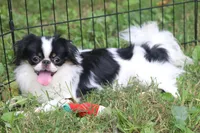 Tiny Tim, a male Japanese Chin for sale in Wheaton, MO – 4 of 6