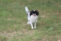 Mosley, a male Japanese Chin for sale in Wheaton, MO – 5 of 7