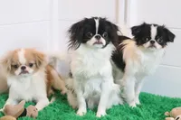 Bodey, a male Japanese Chin for sale in Wheaton, MO – Photo 3 of 6