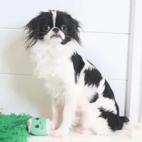 Bodey, a male Japanese Chin for sale in Wheaton, MO – Photo 6 of 6