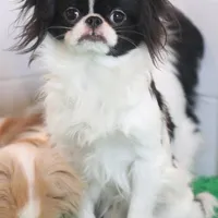 Bodey, a male Japanese Chin for sale in Wheaton, MO – Photo 2 of 6