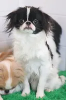 Bodey, a male Japanese Chin for sale in Wheaton, MO – Photo 2 of 6