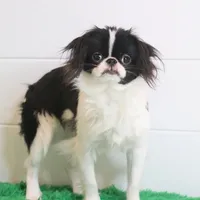 Bodey, a male Japanese Chin for sale in Wheaton, MO – Photo 1 of 6