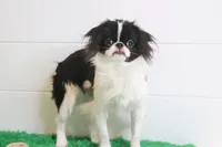 Bodey, a male Japanese Chin for sale in Wheaton, MO – Photo 1 of 6
