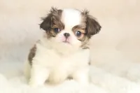 Mochi, a male Japanese Chin for sale in Wheaton, MO – 5 of 8