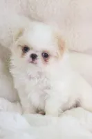 Benji, a male Japanese Chin for sale in Wheaton, MO – Photo 7 of 7