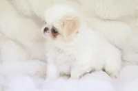 Benji, a male Japanese Chin for sale in Wheaton, MO – Photo 4 of 7