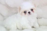 Benji, a male Japanese Chin for sale in Wheaton, MO – Photo 5 of 7