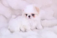 Benji, a male Japanese Chin for sale in Wheaton, MO – Photo 6 of 7