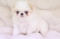 Benji, a male Japanese Chin for sale in Wheaton, MO – Photo 3 of 7