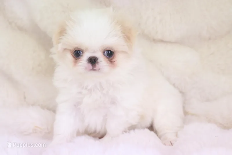 Benji – Japanese Chin puppy for sale in Wheaton, MO