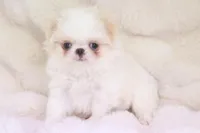 Benji, a male Japanese Chin for sale in Wheaton, MO – Photo 1 of 7