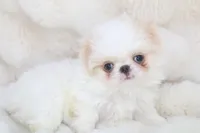 Benji, a male Japanese Chin for sale in Wheaton, MO – Photo 2 of 7