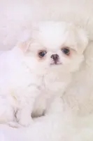 Oscar, a male Japanese Chin for sale in Wheaton, MO – Photo 3 of 6