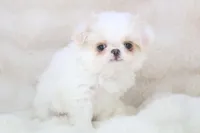 Oscar, a male Japanese Chin for sale in Wheaton, MO – Photo 4 of 6