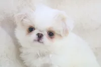 Oscar, a male Japanese Chin for sale in Wheaton, MO – Photo 5 of 6