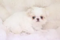 Oscar, a male Japanese Chin for sale in Wheaton, MO – Photo 6 of 6