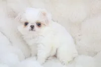 Oscar, a male Japanese Chin for sale in Wheaton, MO – Photo 2 of 6