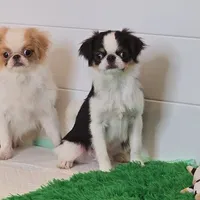 Kiko, a male Japanese Chin for sale in Wheaton, MO – Photo 4 of 10