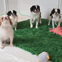 Kiko, a male Japanese Chin for sale in Wheaton, MO – Photo 5 of 10