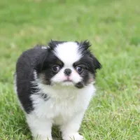 Kiko, a male Japanese Chin for sale in Wheaton, MO – Photo 8 of 10