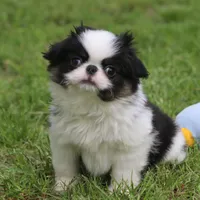 Kiko, a male Japanese Chin for sale in Wheaton, MO – Photo 6 of 10