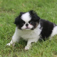 Kiko, a male Japanese Chin for sale in Wheaton, MO – Photo 9 of 10