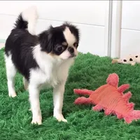 Kiko, a male Japanese Chin for sale in Wheaton, MO – Photo 2 of 10