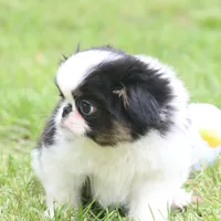 Kiko, a male Japanese Chin for sale in Wheaton, MO – Photo 10 of 10