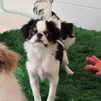 Kiko, a male Japanese Chin for sale in Wheaton, MO – Photo 3 of 10