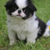 Kiko, a male Japanese Chin for sale in Wheaton, MO – Photo 7 of 10