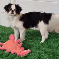 Kiko, a male Japanese Chin for sale in Wheaton, MO – Photo 1 of 10